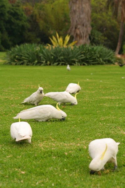 Aves na grama — Fotografia de Stock