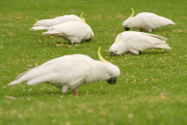 Weiße Vögel — Stockfoto