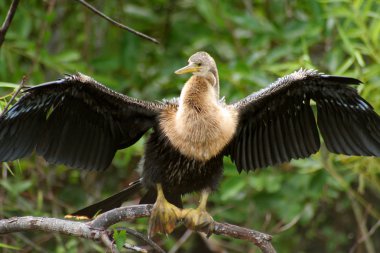 Everglades Bird Closeup clipart