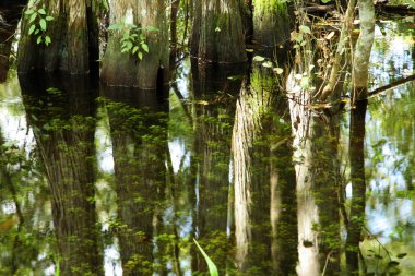 Swamp Reflections clipart