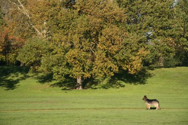 köpek park