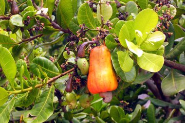 Cashew Fruit clipart