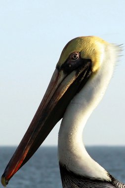 Pelikan portre
