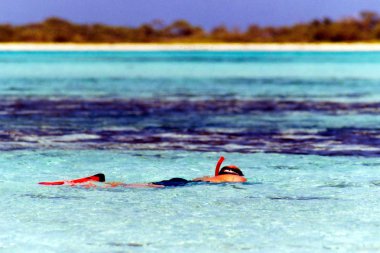 Swimming in Los Roques clipart