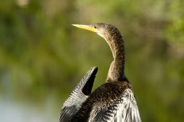 Everglades kuş