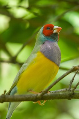 Lady gouldian finches clipart