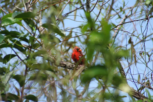 エバーグレーズの赤い鳥 — ストック写真