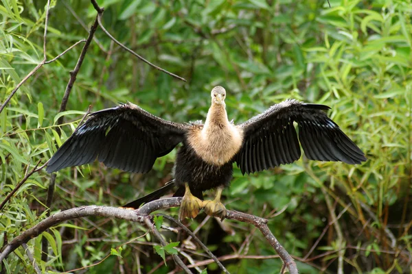 Everglades pták — Stock fotografie