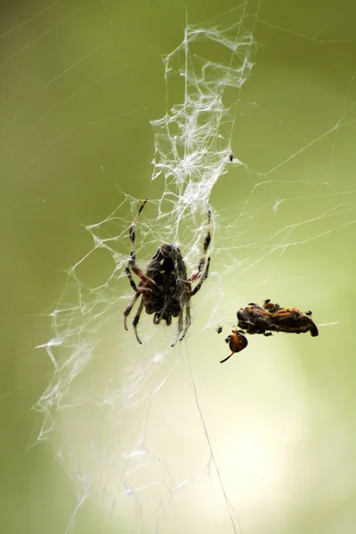 Obrzydliwy pająk obiad — Zdjęcie stockowe