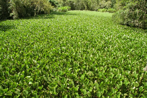 Swamp Vegetation — Stock Photo, Image
