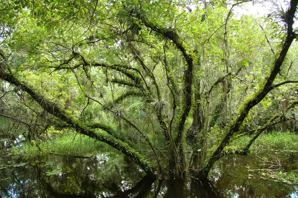 Swamp Tree — Stock Photo, Image