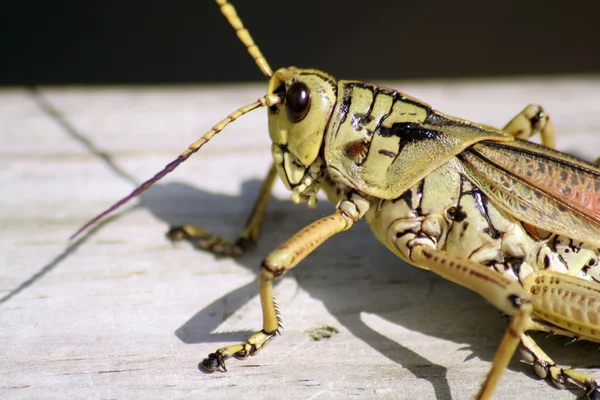 Grasshopper Closeup — Stock Photo, Image
