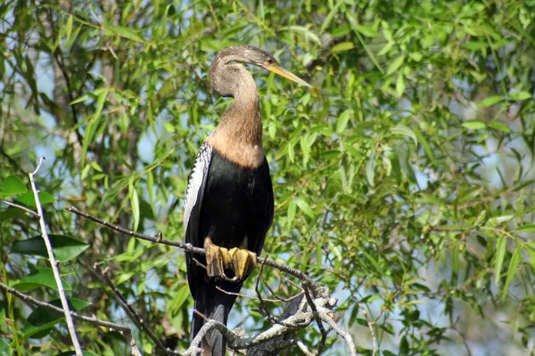 Everglades kuş #1 — Stok fotoğraf