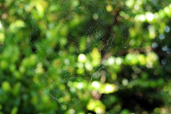 Мокрий павутина — стокове фото