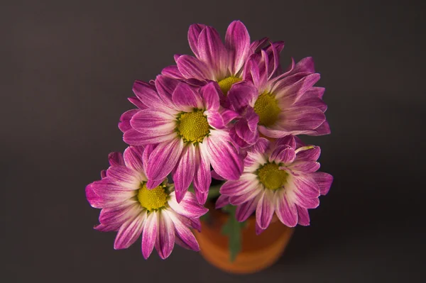 Blumen 002 — Stockfoto