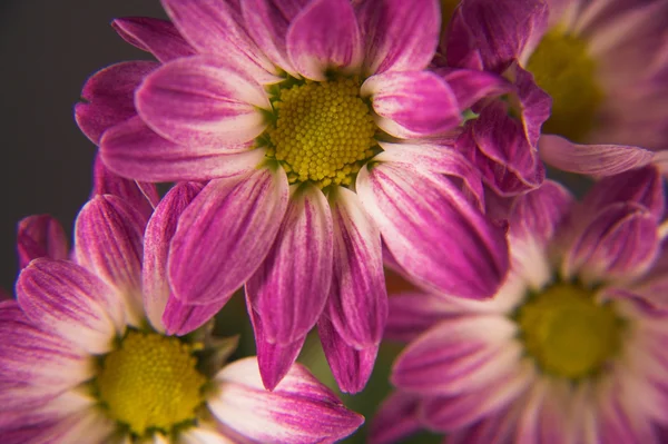 Blumen 006 — Stockfoto