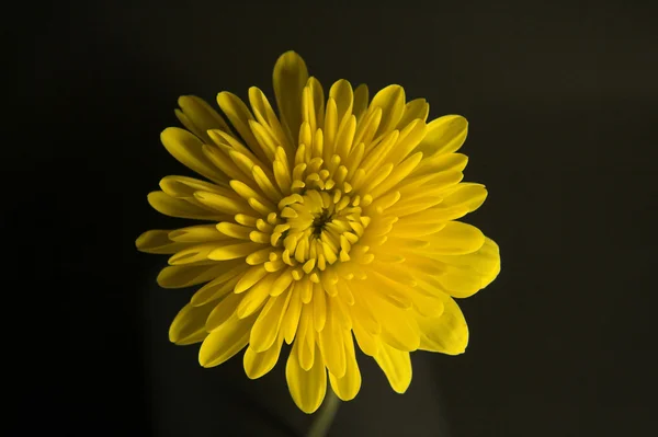 Blumen 005 — Stockfoto