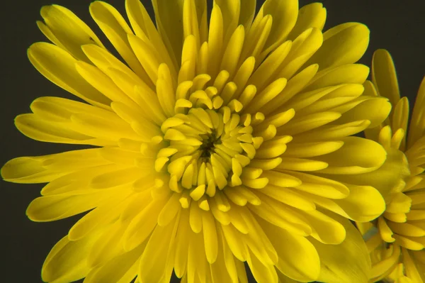 Blumen 004 — Stockfoto