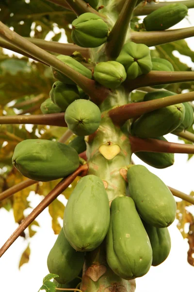 Grüne Papaya — Stockfoto