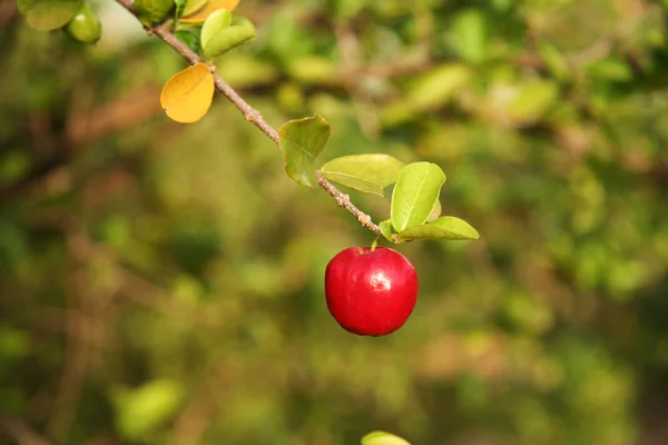 Pequeno Acerola Vermelha — Fotografia de Stock