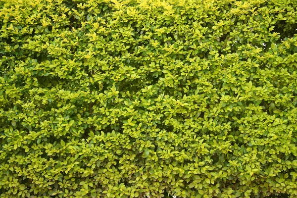 緑の壁 — ストック写真