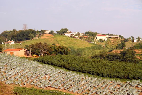 stock image Fig Plantation