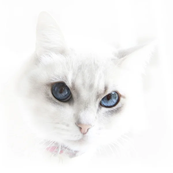 Blauwe ogen kat — Stockfoto