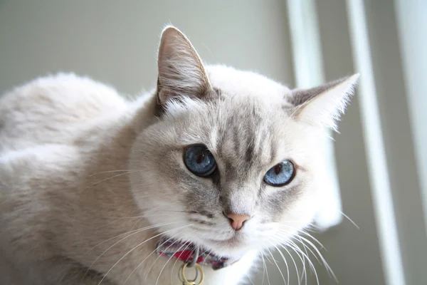 Modré oči kočičí — Stock fotografie