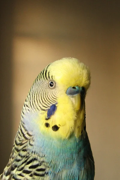Птичий портрет — стоковое фото