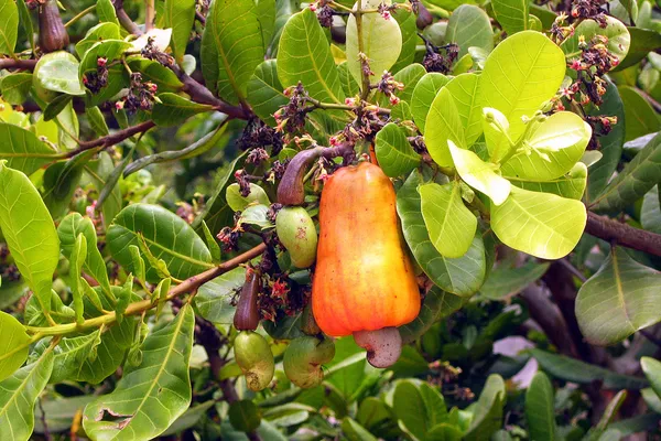 Cashew Fruit — Stockfoto