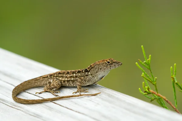 Little Lizard — Stock Photo, Image
