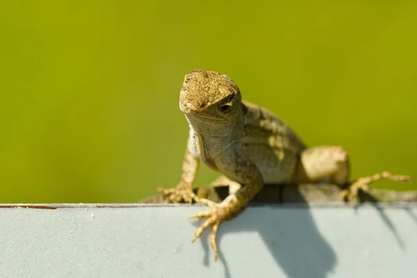 Little Lizard — Stock Photo, Image