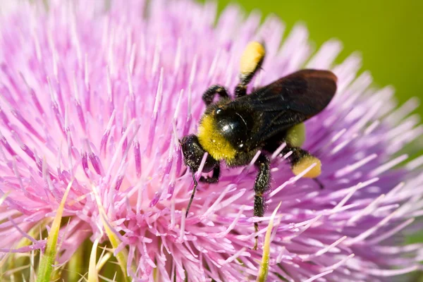 Meşgul meşgul arı — Stok fotoğraf