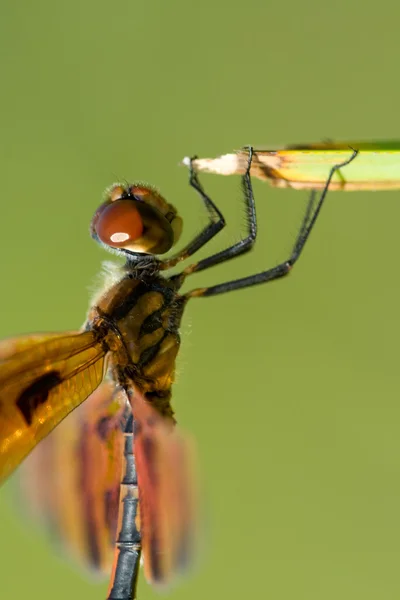 stock image Brown Dragonfly