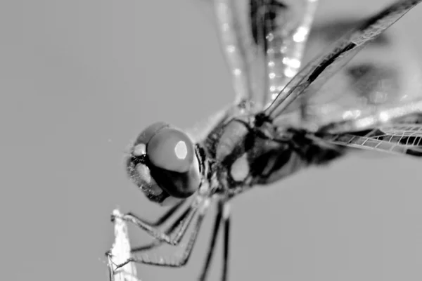 stock image Brown Dragonfly