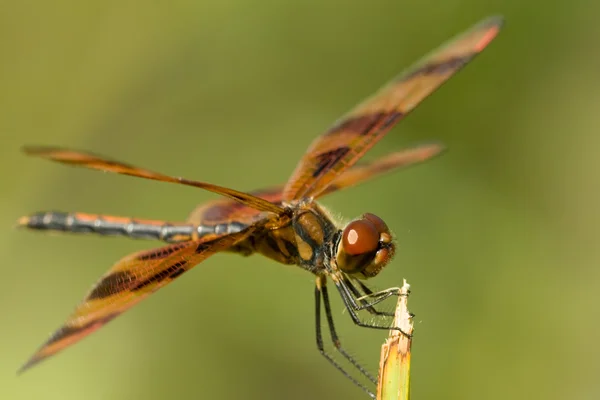 stock image Brown Dragonfly