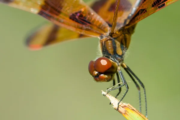 Bruin dragonfly — Stockfoto