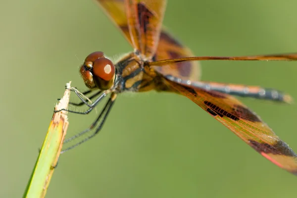 stock image Brown Dragonfly