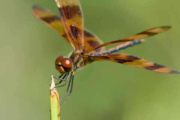 stock image Brown Dragonfly