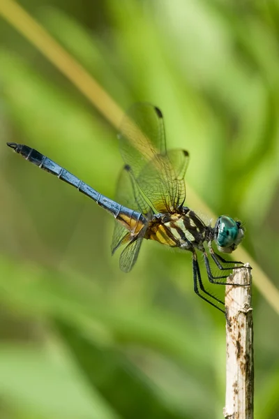 stock image Blue Dragonfly