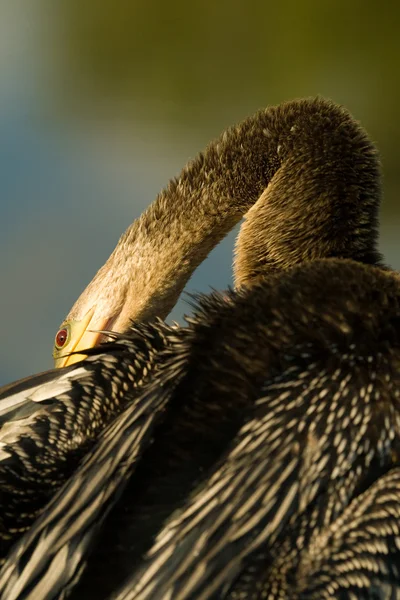 Everglades Bird — Stock Photo, Image