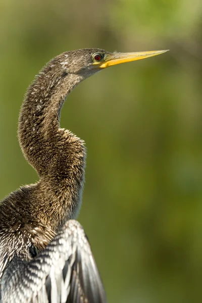 Uccello delle Everglades — Foto Stock