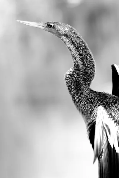 Pássaro de Everglades — Fotografia de Stock