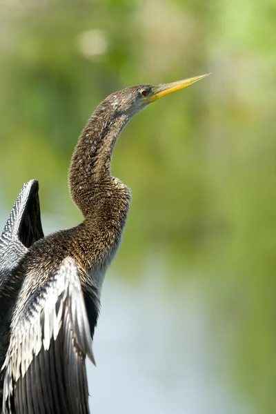 Everglades madár — Stock Fotó