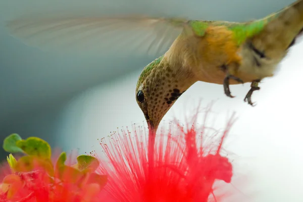 벌새를 이용하는 방법 — 스톡 사진