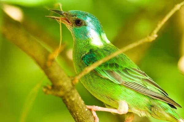 Pássaro verde — Fotografia de Stock