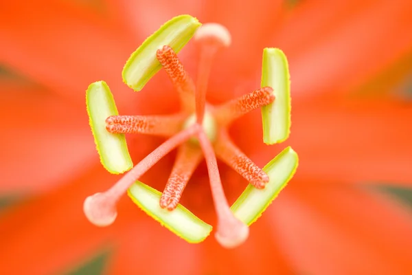 Extreme bloem close-up — Stockfoto
