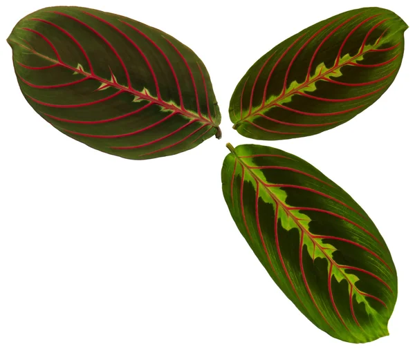 Blätter aus Pfeilwurzel — Stockfoto