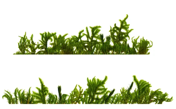 Zwei horizontale Strukturen unterschiedlicher Moosarten auf einem weißen — Stockfoto