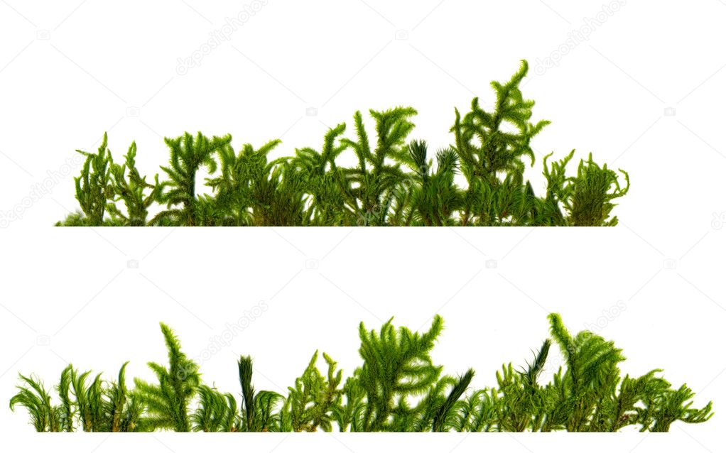 Two horizontally structures of different types of moss on a white